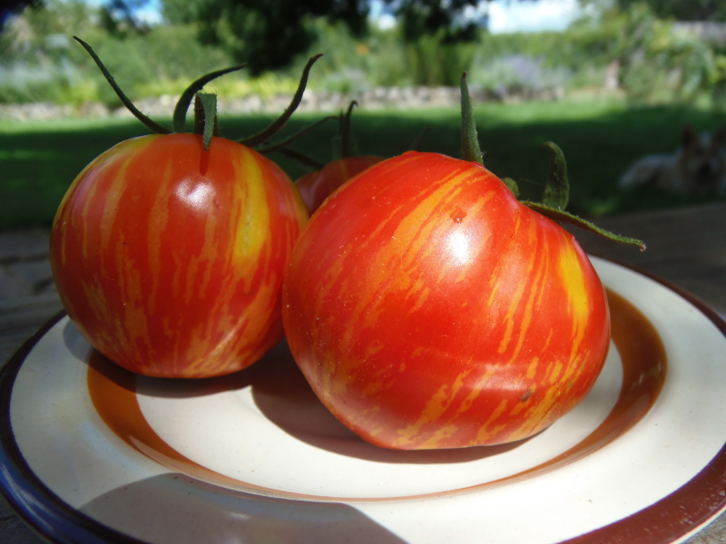 Siberische Appel Tomat